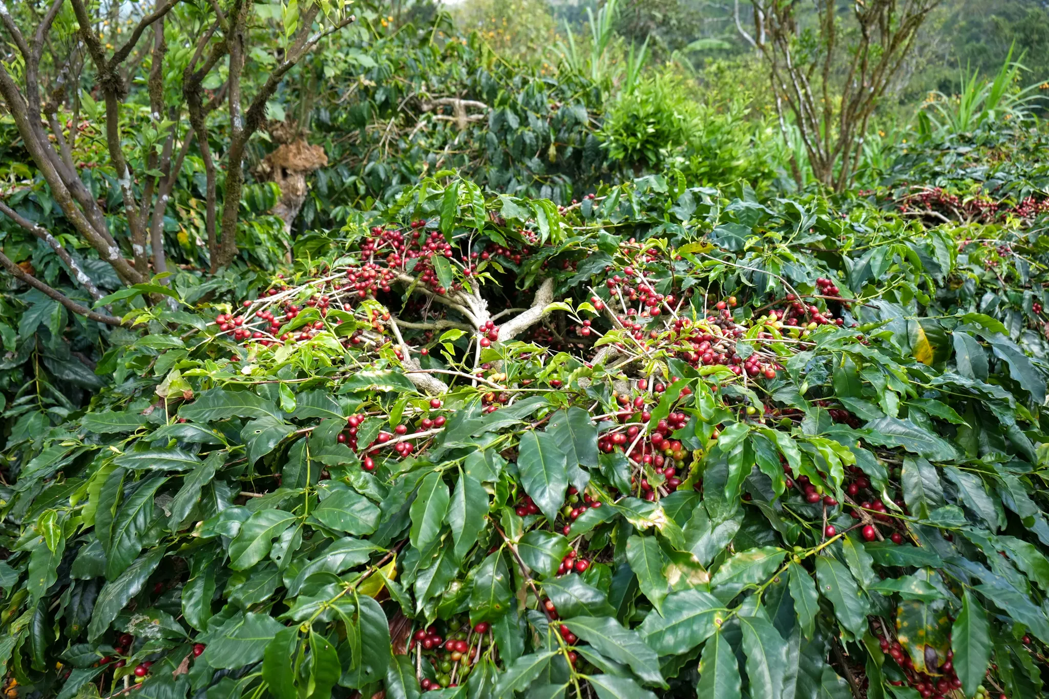 coffee tree