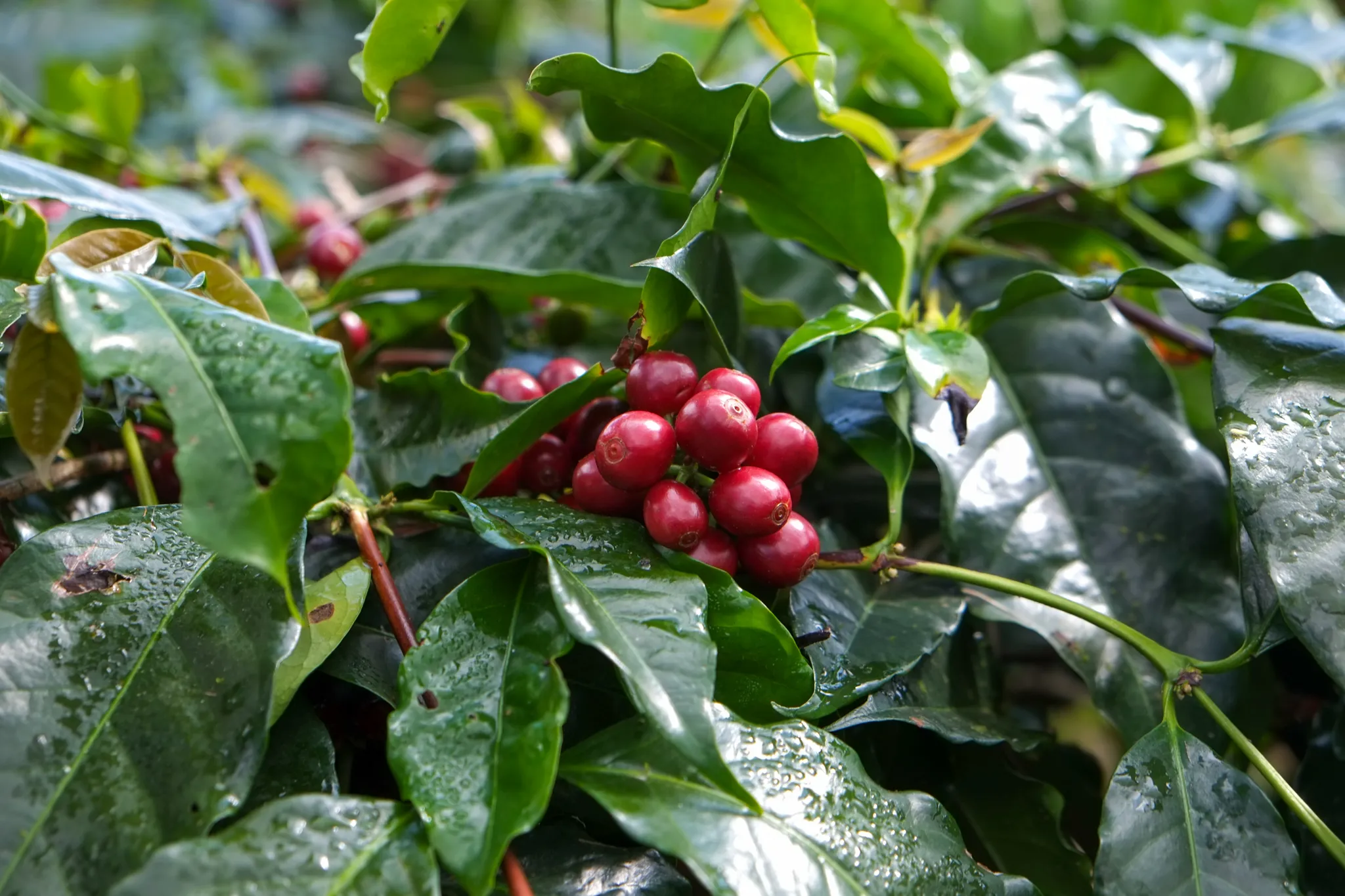 coffee cherry