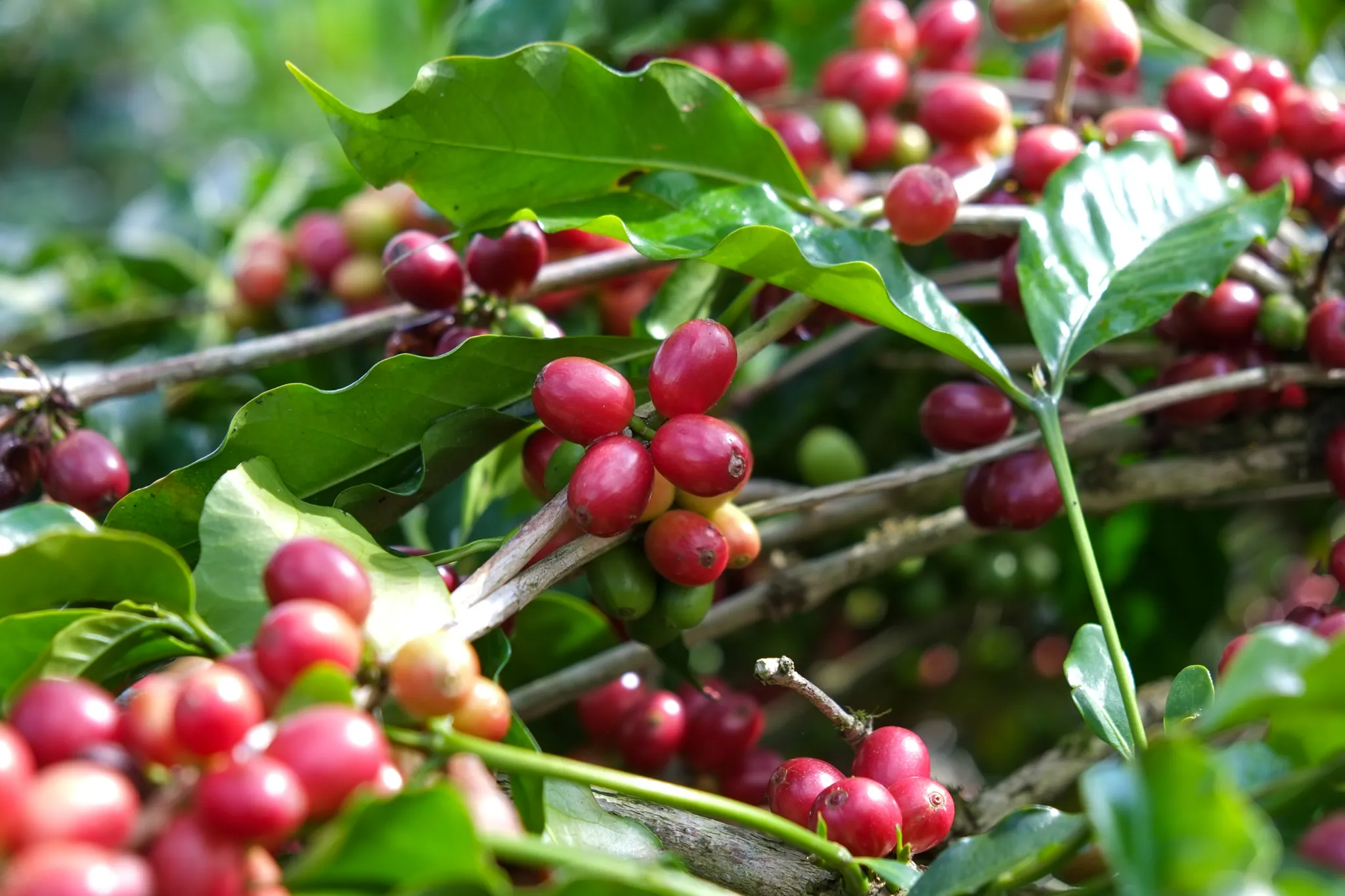 バリ島のコーヒー農園ツアーに参加した