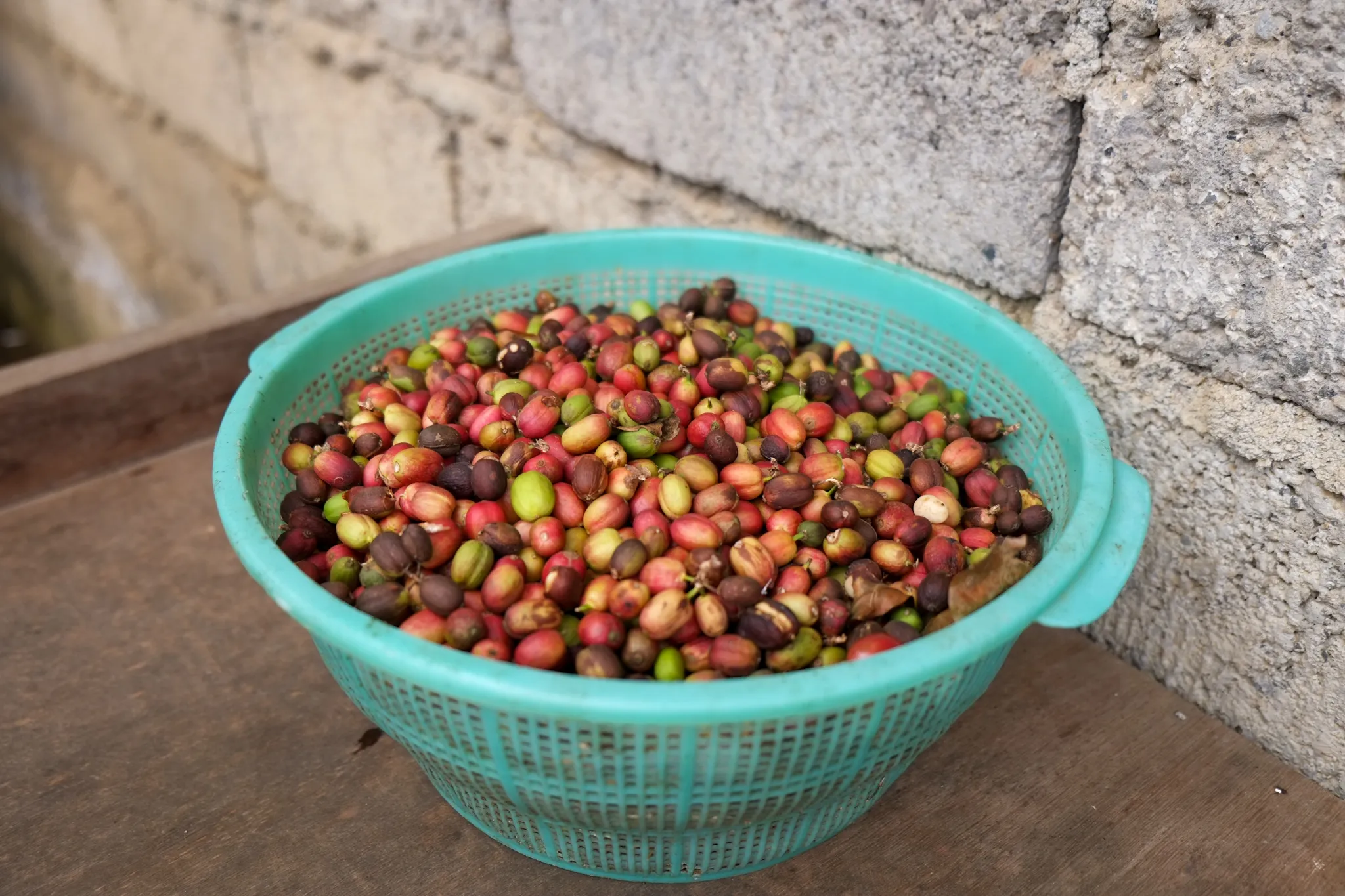 coffee cherry sorting