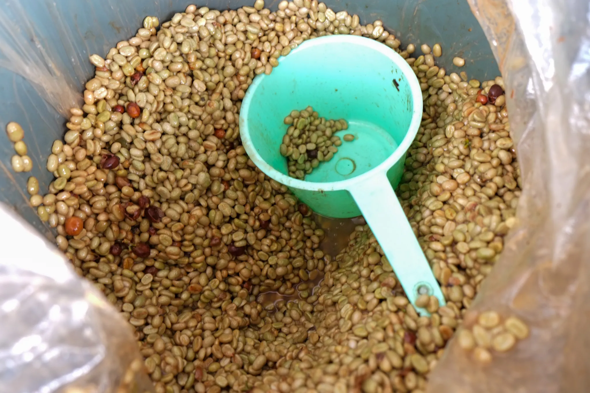 fermented coffee beans