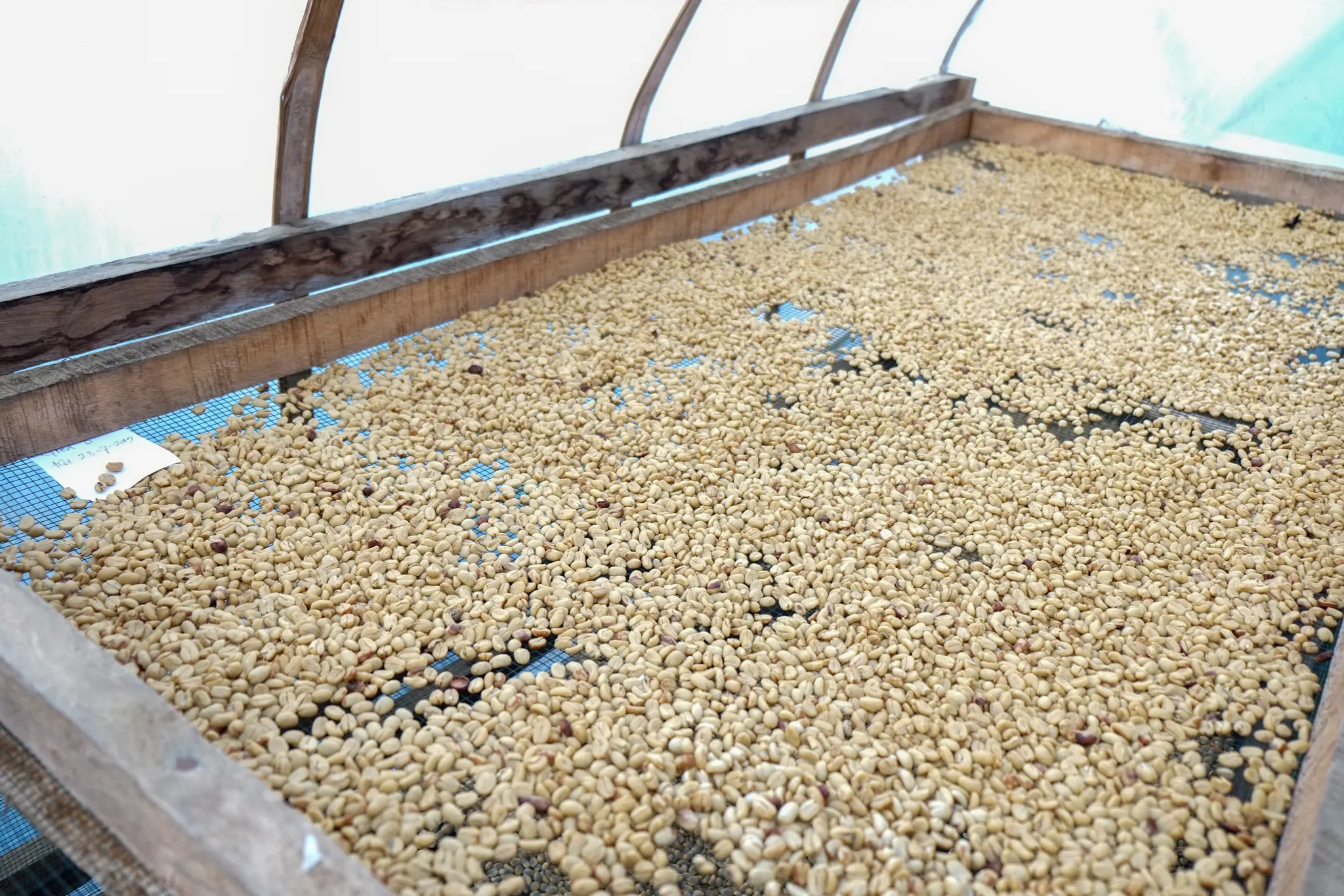 dry washed coffee beans