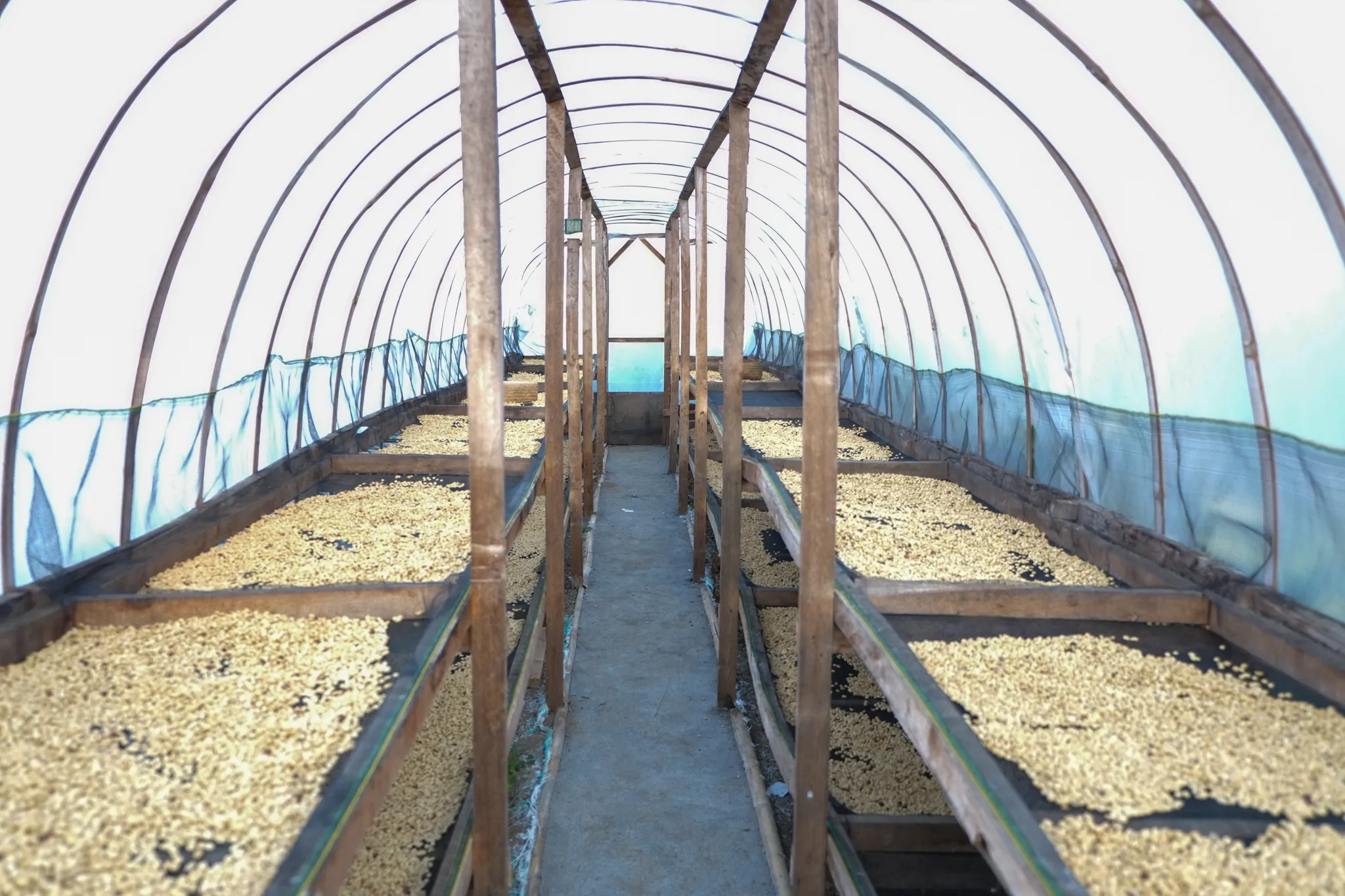 washed processed coffee beans in the vinyl house