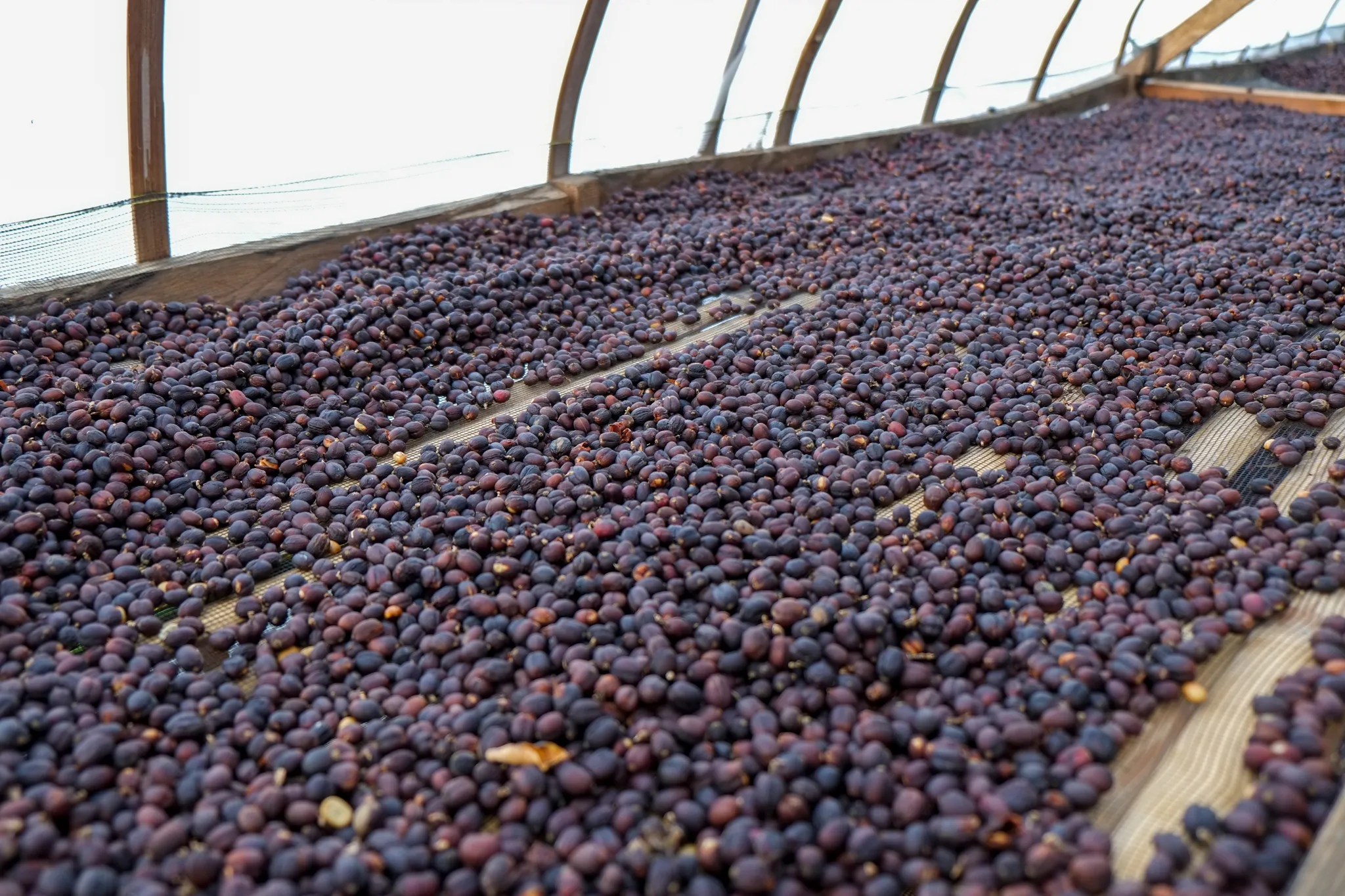natural processed coffee beans in the vinyl house
